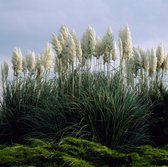 8 x Cortaderia selloana - Pampasgras in C2 pot met hoogte 20-40cm