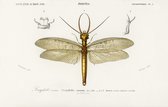 Poster dobsonfly - Vintage Schoolplaat - 70 x 45 cm - Geschikt om in te lijsten - Wanddecoratie - Muurdecoratie - Slaapkamer - Woonkamer