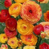 Ranunculus picotee Orange | 10 stuks | Bloembollen | Knol | Snijbloem | Oranje | Top kwaliteit Ranonkel Knollen