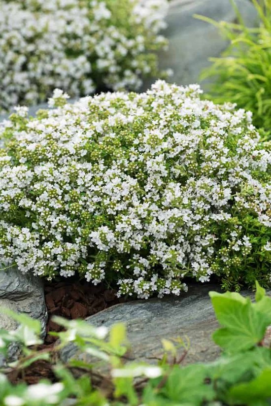 12x Thymus praecox ‘Albiflorus’ Kruiptijm in p9 (0,5 liter) pot bol