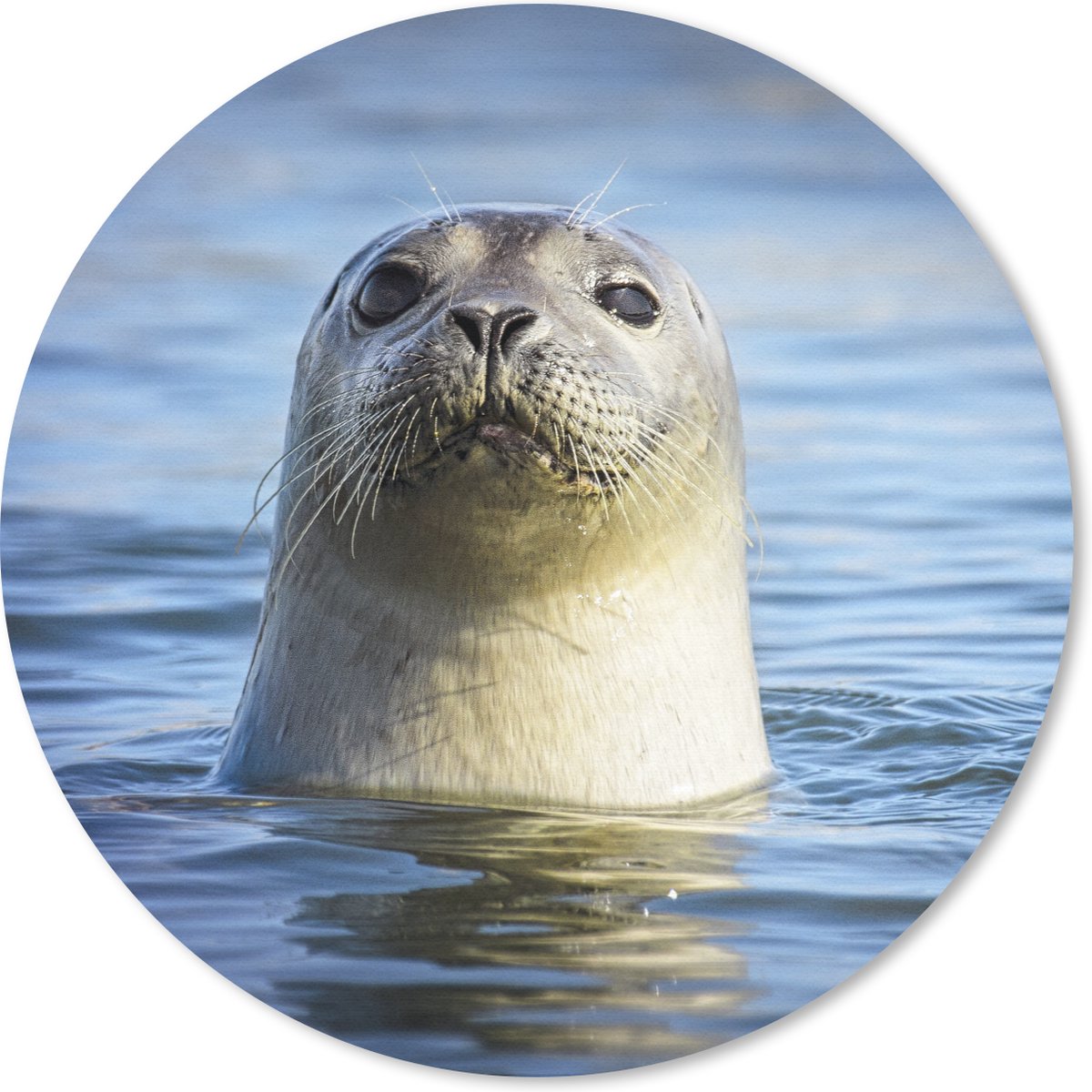 Muismat rond 30x30 cm - Mousepad Zeehond - Portret - Water - Ronde muismatten