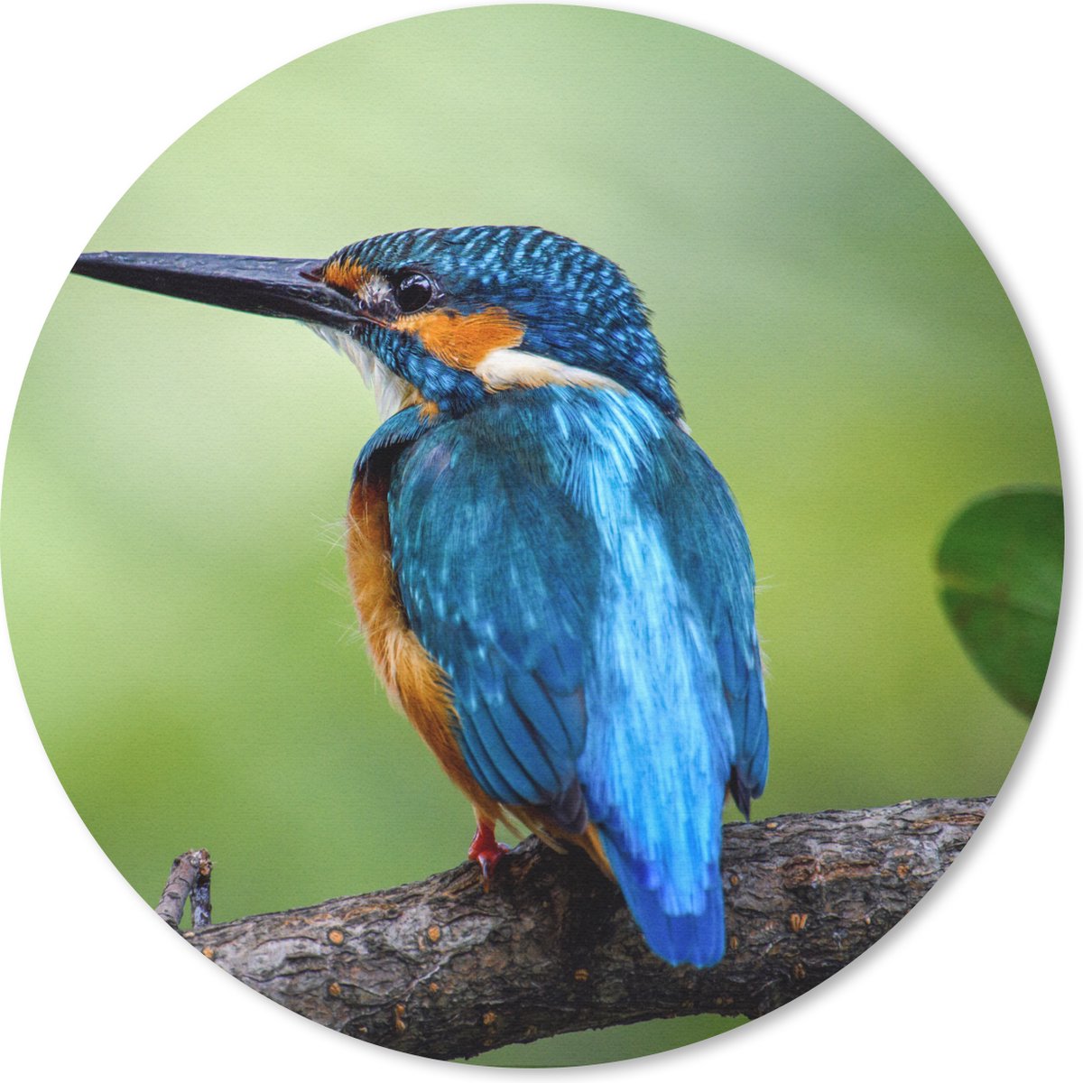 Muismat rond 50x50 cm - Mousepad IJsvogel - Tak - Blauw - Ronde muismatten