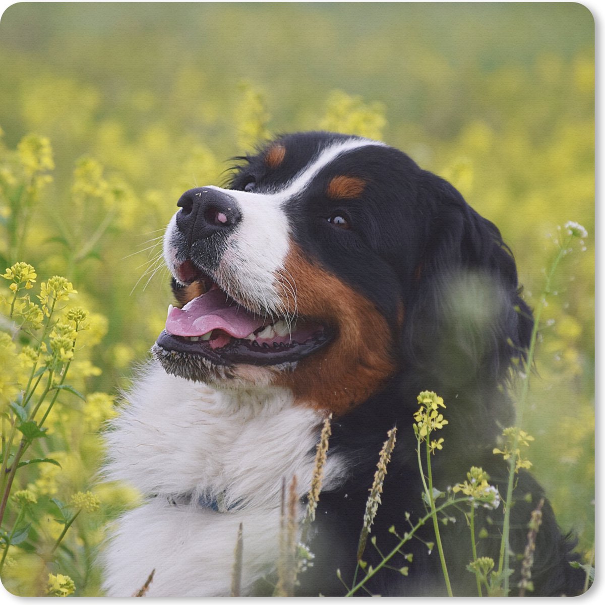 Muismat 30x30 cm - Mousepad Een Berner Sennenhond tussen de gele bloemen - Muismatten