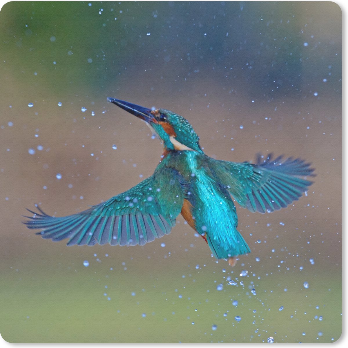 Muismat 20x20 cm - Mousepad IJsvogel - Vliegen - Blauw - Muismatten