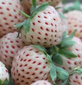 Jub Holland Aardbei White Pine - 8 Aardbeienplantjes  - Ananas Aardbei - Plantgoed - Fragaria - Kleinfruit - Garden Select