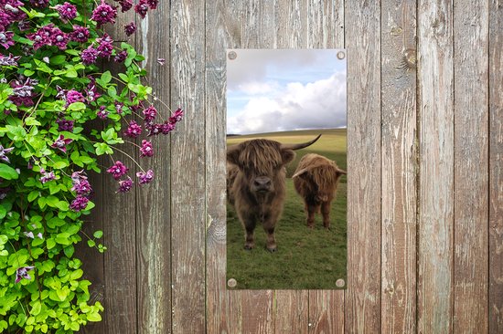 Affiche de jardin Scottish Highlander - Vaches - Nature - 30x60 cm - Toile jardin - Affiche extérieure