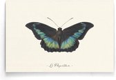 Walljar - Le Papillon - Dieren poster