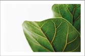 Walljar - Leaf Close Up - Muurdecoratie - Poster met lijst