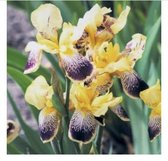 6 x Iris germanica 'Nibelungen' - BAARDIRIS - pot 9 x 9 cm