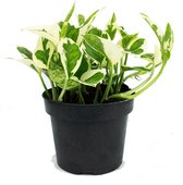 Pothos Njoy  Ø6cm  Epipremnum Pinnatum/Aureum