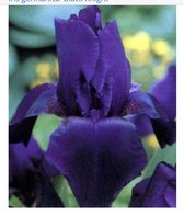 6 x  Iris germanica 'Black Knight' - BAARDIRIS - pot 9 x 9 cm