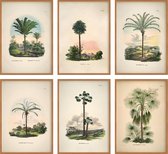 Poster Set van 6 Botanische - Palmboom Tropische Planten - Jungle - Vintage - Bloemen en Planten - 50 x 70 cm - Wanddecoratie - Muurdecoratie - Slaapkamer - Woonkamer - Huis decora