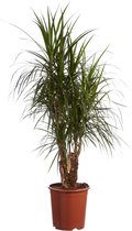 FloriaFor - Drakenboom - - ↨ 110cm - ⌀ 27cm