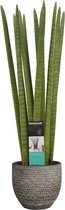 FloriaFor - Sansevieria Cylindrica Straight In Mica Sierpot Carrie (donkergrijs) - - ↨ 70cm - ⌀ 18cm