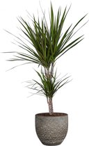 FloriaFor - Dracaena 'Marginata' In Mica Sierpot Carrie (donkergrijs) - - ↨ 65cm - ⌀ 18cm