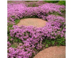 12 x Kruipend Tijm / Kruiptijm - Winterharde Tuinplanten - Thymus praecox 'Purple Beauty' in 9x9cm pot met hoogte 5-10cm