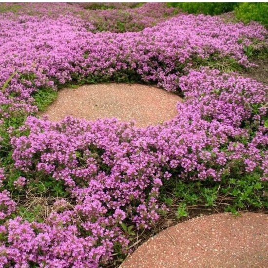 Thym rampant aux fleurs violettes denses couvrant le sol, autour d'un chemin en pierre.