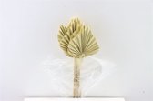 Gedroogd Palm Speer Crème - Droogbloemen - 10 stuks - Decoratieve takken - GRATIS verzending