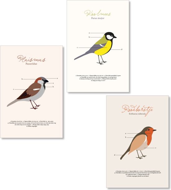 Poster - vogels - Set 3 posters - roodborstje - koolmees - mus - Schoolplaten - 20x30 cm