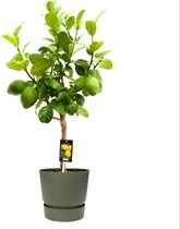 Citrus Bergamot in ELHO outdoor sierpot Greenville Rond (groen) ↨ 85cm - hoge kwaliteit planten