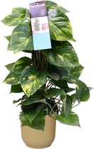 Scindapsus Mosstok 50 cm in ELHO Vibes Fold Rond (botergeel) ↨ 50cm - hoge kwaliteit planten