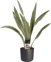 Sansevieria Aubrytniana Metallica met Elho B.for soft antracite ↨ 55cm - hoge kwaliteit planten