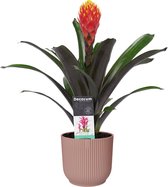 Decorum Guzmania Tala in ELHO ® Vibes Fold Rond (delicaat roze) ↨ 45cm - planten - binnenplanten - buitenplanten - tuinplanten - potplanten - hangplanten - plantenbak - bomen - pla