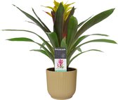 Decorum Guzmania Fancy in ELHO ® Vibes Fold Rond (delicaat roze) ↨ 40cm - planten - binnenplanten - buitenplanten - tuinplanten - potplanten - hangplanten - plantenbak - bomen - pl