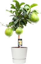 Citrus Maxima op stam in ELHO outdoor sierpot Greenville Rond (wit) ↨ 85cm - hoge kwaliteit planten