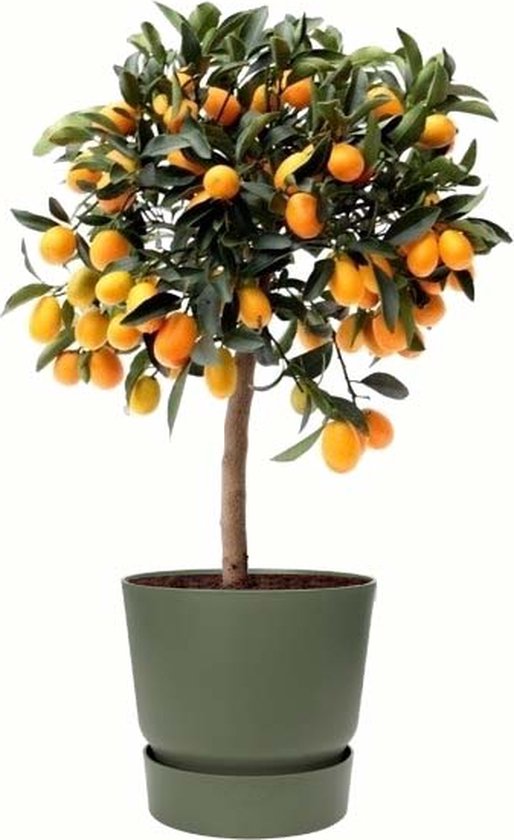 Citrus Kumquat in ELHO outdoor sierpot Greenville Rond (groen) ↨ 75cm - hoge kwaliteit planten