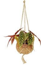 Kokodama Begonia Maculata ↨ 25cm - planten - binnenplanten - buitenplanten - tuinplanten - potplanten - hangplanten - plantenbak - bomen - plantenspuit