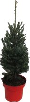 Kerstboom Picea glauca Super Green ↨ 70cm - hoge kwaliteit planten