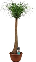 Beaucarnea (recht) ↨ 120cm - hoge kwaliteit planten