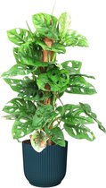 Monstera Monkey Leaf met mosstok in ELHO ® Vibes Fold Rond (diepblauw) ↨ 65cm - hoge kwaliteit planten