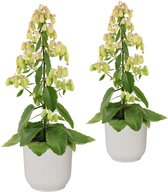 Duo Kalanchoë 'Magic Bells' in ELHO Vibes Fold sierpot (zijdewit) ↨ 65cm - 2 stuks - planten - binnenplanten - buitenplanten - tuinplanten - potplanten - hangplanten - plantenbak - bomen - pl