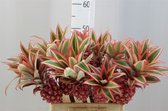 Ananas Bloem Medium - VERSE DROOGBLOEMEN - Decoratieve tak - 50 CM - 5 stuks - GRATIS verzending