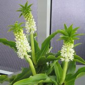 Eucomis autumnalis "Ananasbloem" bloembol 10 st.