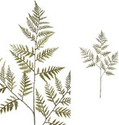 PTMD Leaves Plant Varen Kunsttak - 55 x 39 x 97 cm - Groen