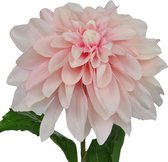 Fabulous Flowers - 3 stuks grand zijden dahlia XXL Ø 15 cm roze 79 cm - kunstbloem