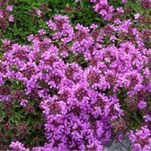 6 x Thymus Praecox 'Purple Beauty' - Tijm pot 9x9cm - Aromatische bodembedekker voor rotstuinen