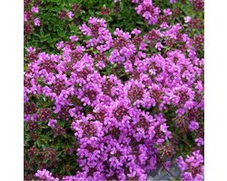 6 x Thymus Praecox 'Purple Beauty' - Tijm pot 9x9cm