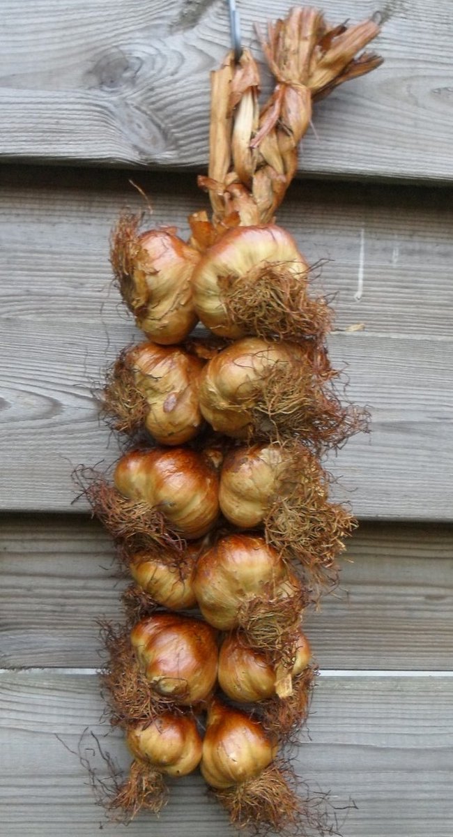 Goedkoopste Gerookte knoflook streng - Gerookte look - medium streng 12 bollen - uit Frankrijk!