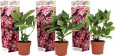 Plant in a Box - Hortensia Teller - Set van 3 - Roze - Tuinhortensia - Pot 9cm - Hoogte 25-40cm