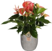 Anthurium 'Livium Red' in Mica sierpot Jimmy (lichtgrijs) – ↨ 60cm – ⌀ 18cm