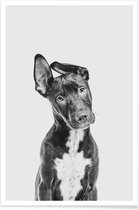 JUNIQE - Poster Hond – Zwart | Wit -40x60 /Grijs & Zwart