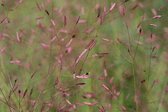 6x Liefdesgras (eragrostis spectabilis) - P9 pot (9x9)