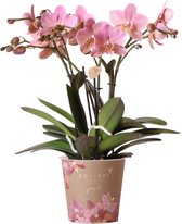 Kolibri Orchids | Oudroze Phalaenopsis orchidee - Jewel Treviso - potmaat Ø12cm | bloeiende kamerplant - vers van de kweker