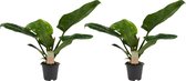 Decorum Duo Philodendron Imperial Green Feel Green - Hoogte ↕ 45cm - pot ∅ 14cm