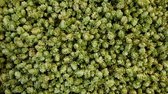 Hop - Hallertau Tradition hopbloemen 50gr. - in Nederland geteeld.