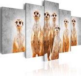 Schilderij - Meerkats.